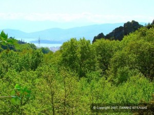 Μια άποψη από το πλατανοσκέπαστο 'Μέγα Ρέμα'. Μια άποψη από το πλατανοσκέπαστο 'Μέγα Ρέμα'.