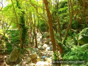 Βηματίζοντας στο ρεματίσιο μονοπάτι...